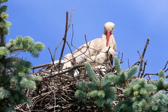 Weißstorch mit vier Jungtieren Obstbau-Äpplergarten Lukas Trebur 2021