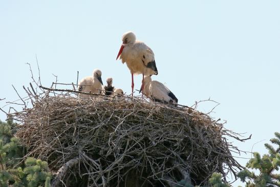 Weißstorch mit vier Jungtieren Obstbau-Äpplergarten Lukas Trebur 2021