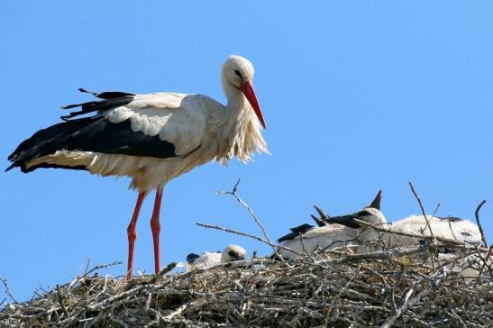 Weißstorch mit vier Jungtieren Obstbau-Äpplergarten Lukas Trebur 2021