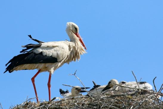 Weißstorch mit vier Jungtieren Obstbau-Äpplergarten Lukas Trebur 2021