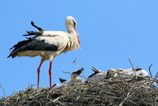 Weißstorch mit vier Jungtieren Obstbau-Äpplergarten Lukas Trebur 2021