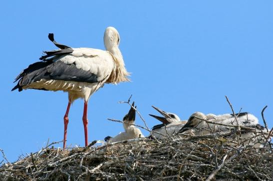 Weißstorch mit vier Jungtieren Obstbau-Äpplergarten Lukas Trebur 2021