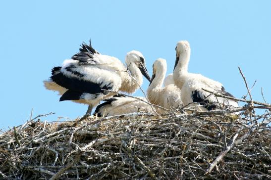 Weißstorch mit vier Jungtieren Obstbau-Äpplergarten Lukas Trebur 2021