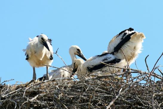 Weißstorch mit vier Jungtieren Obstbau-Äpplergarten Lukas Trebur 2021