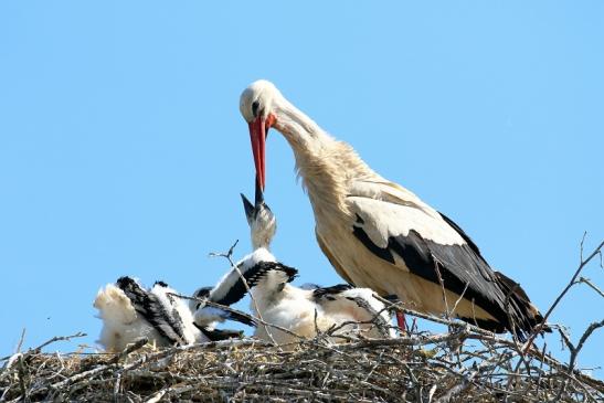 Weißstorch mit vier Jungtieren Obstbau-Äpplergarten Lukas Trebur 2021