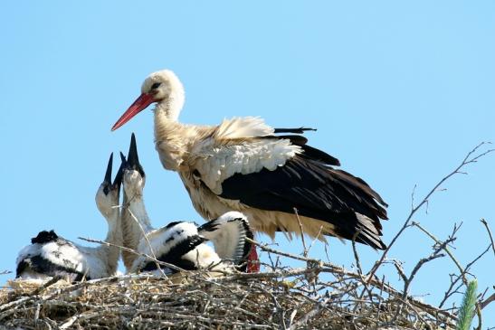 Weißstorch mit vier Jungtieren Obstbau-Äpplergarten Lukas Trebur 2021