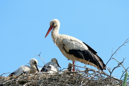 Weißstorch mit vier Jungtieren Obstbau-Äpplergarten Lukas Trebur 2021