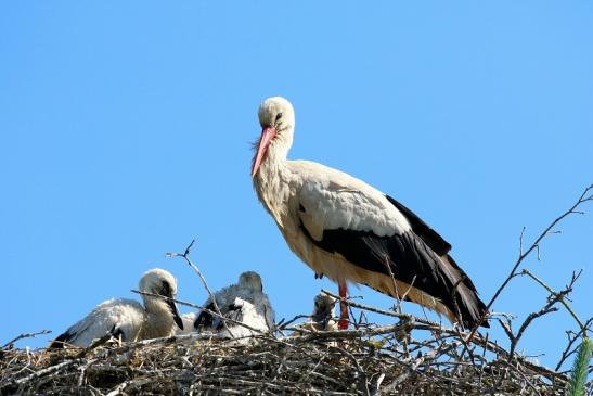 Weißstorch mit vier Jungtieren Obstbau-Äpplergarten Lukas Trebur 2021