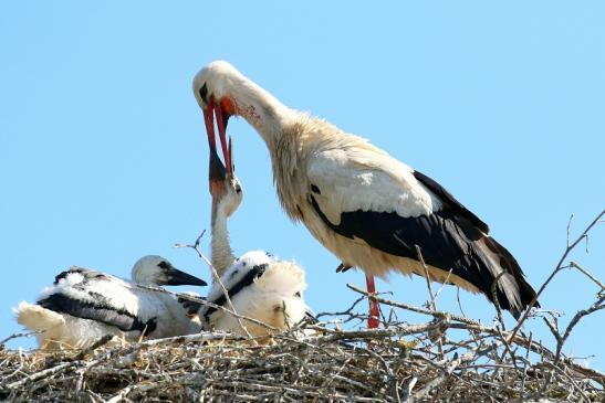 Weißstorch mit vier Jungtieren Obstbau-Äpplergarten Lukas Trebur 2021