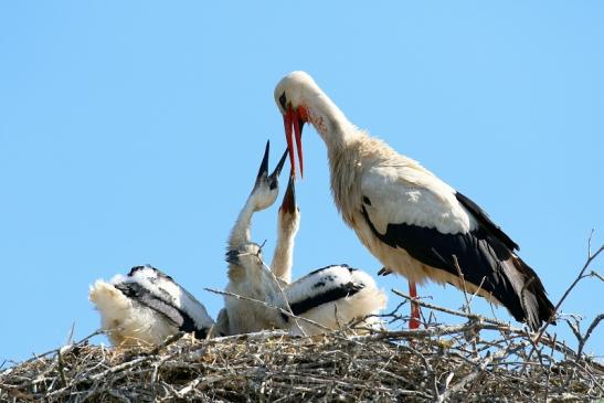 Weißstorch mit vier Jungtieren Obstbau-Äpplergarten Lukas Trebur 2021