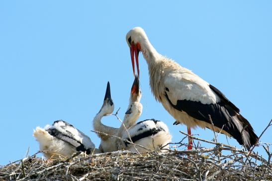 Weißstorch mit vier Jungtieren Obstbau-Äpplergarten Lukas Trebur 2021