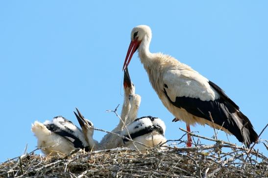 Weißstorch mit vier Jungtieren Obstbau-Äpplergarten Lukas Trebur 2021