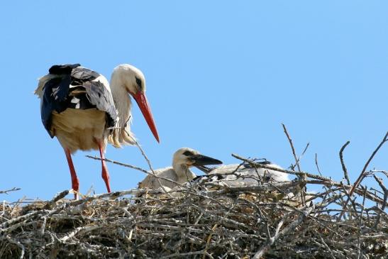 Weißstorch mit vier Jungtieren Obstbau-Äpplergarten Lukas Trebur 2021