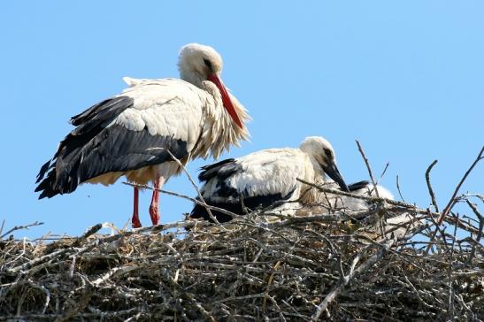 Weißstorch mit vier Jungtieren Obstbau-Äpplergarten Lukas Trebur 2021