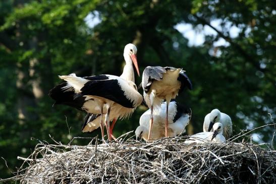 Weißstorch Altes Nest Wildpark Alte Fasanerie Klein Auheim 2021