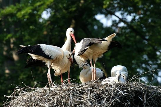 Weißstorch Altes Nest Wildpark Alte Fasanerie Klein Auheim 2021