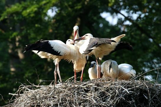 Weißstorch Altes Nest Wildpark Alte Fasanerie Klein Auheim 2021