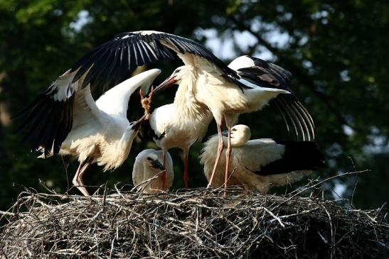 Weißstorch Fütterung Wildpark Alte Fasanerie Klein Auheim 2021