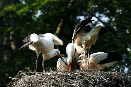 Weißstorch Fütterung Wildpark Alte Fasanerie Klein Auheim 2021