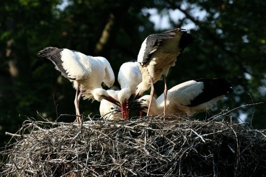 Weißstorch Altes Nest Wildpark Alte Fasanerie Klein Auheim 2021