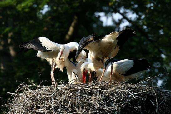 Weißstorch Altes Nest Wildpark Alte Fasanerie Klein Auheim 2021