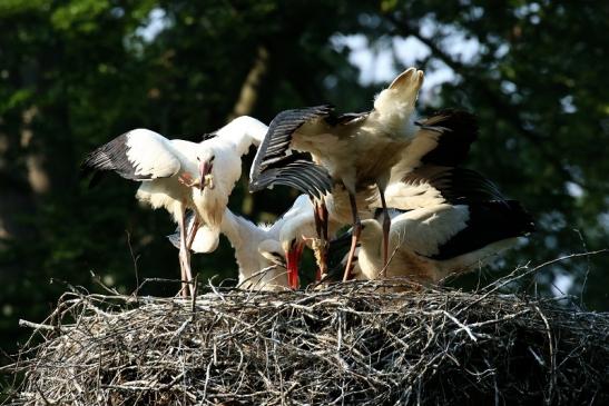 Weißstorch Altes Nest Wildpark Alte Fasanerie Klein Auheim 2021