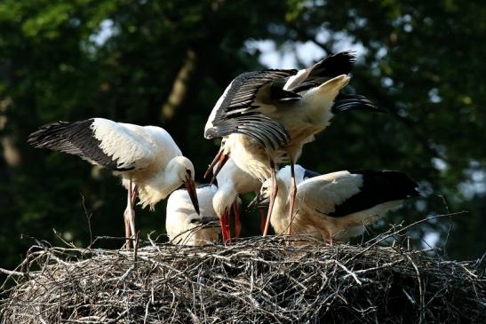 Weißstorch Altes Nest Wildpark Alte Fasanerie Klein Auheim 2021