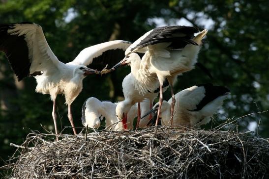 Weißstorch Altes Nest Wildpark Alte Fasanerie Klein Auheim 2021