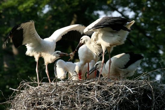 Weißstorch Altes Nest Wildpark Alte Fasanerie Klein Auheim 2021