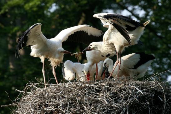 Weißstorch Fütterung Wildpark Alte Fasanerie Klein Auheim 2021