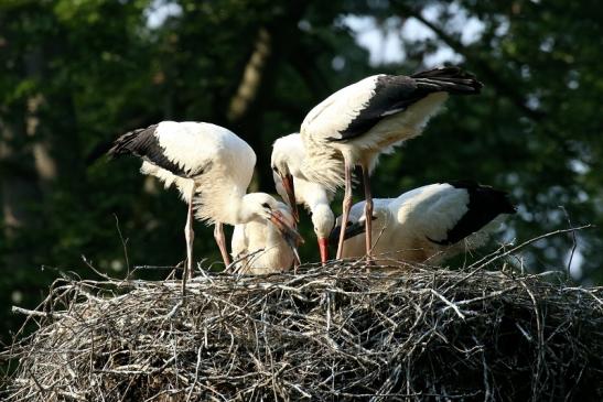 Weißstorch Altes Nest Wildpark Alte Fasanerie Klein Auheim 2021