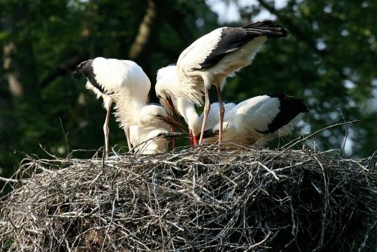 Weißstorch Altes Nest Wildpark Alte Fasanerie Klein Auheim 2021