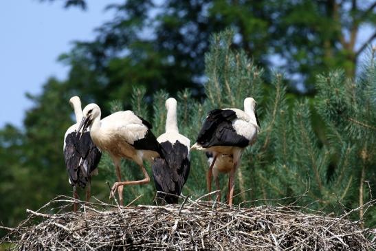 Weißstorch Jungtiere Wildpark Alte Fasanerie Klein Auheim 2021