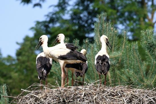 Weißstorch Altes Nest Wildpark Alte Fasanerie Klein Auheim 2021