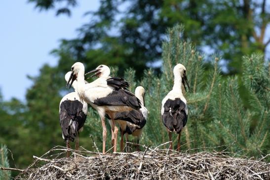 Weißstorch Jungtiere Wildpark Alte Fasanerie Klein Auheim 2021