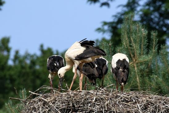 Weißstorch Altes Nest Wildpark Alte Fasanerie Klein Auheim 2021