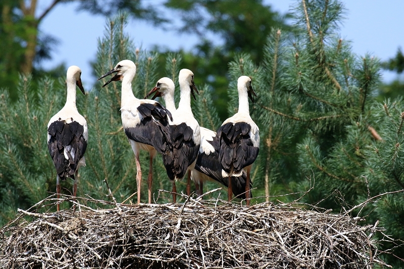 Weißstorch Altes Nest Wildpark Alte Fasanerie Klein Auheim 2021