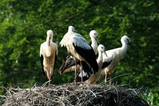 Weißstorch warten auf Futter Wildpark Alte Fasanerie Klein Auheim 2021