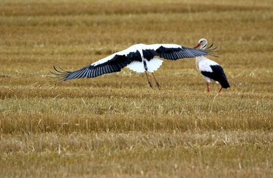 Weißstorch im Herbst Bingenheimer Ried Wetterau 2016