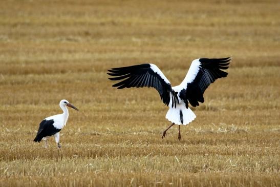 Weißstorch im Herbst Bingenheimer Ried Wetterau 2016