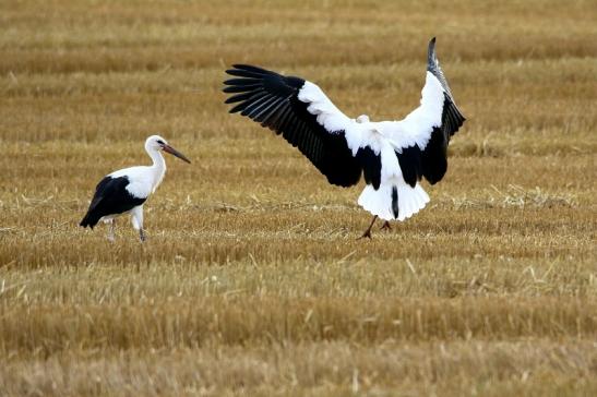 Weißstorch im Herbst Bingenheimer Ried Wetterau 2016