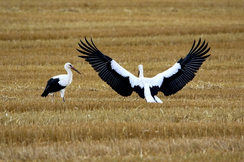 Weißstorch im Herbst Bingenheimer Ried Wetterau 2016