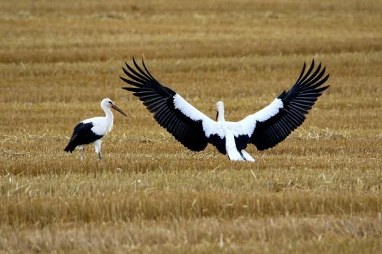 Weißstorch im Herbst Bingenheimer Ried Wetterau 2016