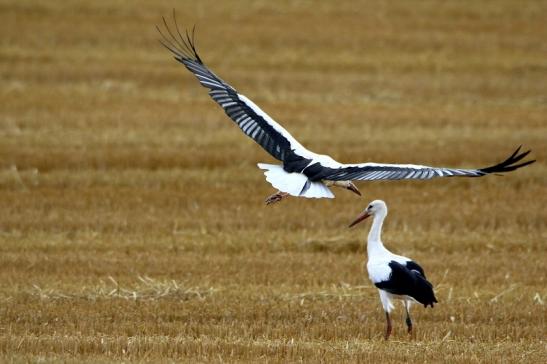 Weißstorch im Herbst Bingenheimer Ried Wetterau 2016