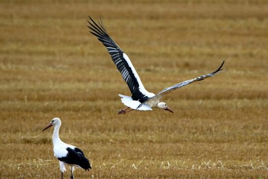 Weißstorch im Herbst Bingenheimer Ried Wetterau 2016