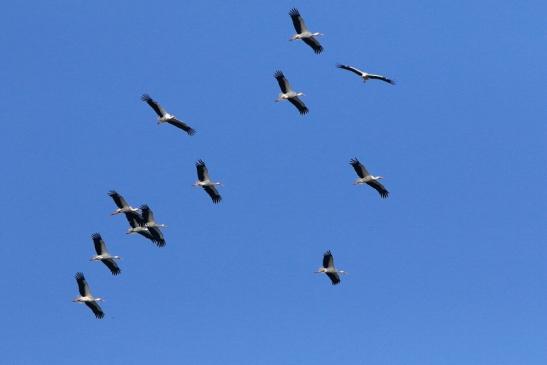 Weißstorch Bingenheimer Ried Wetterau 2017