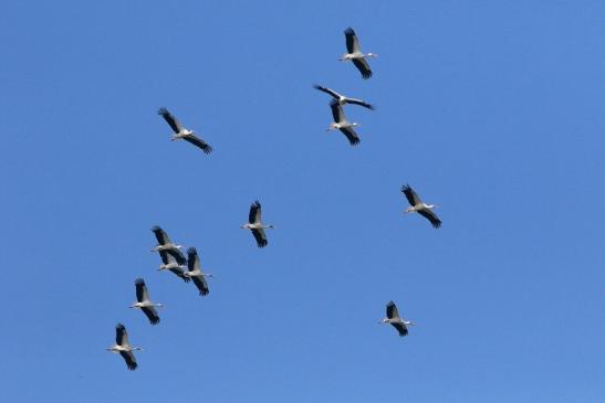 Weißstorch Bingenheimer Ried Wetterau 2017