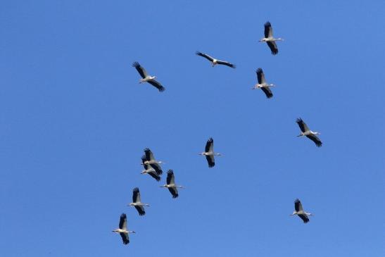 Weißstorch Paar Bingenheimer Ried Wetterau 2017