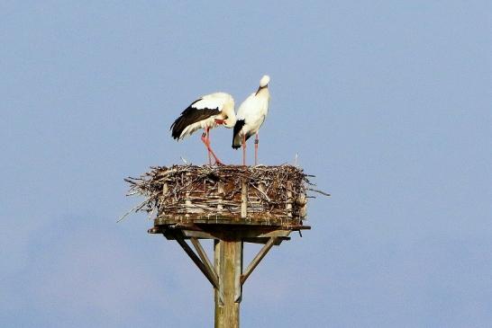 Weißstorch Paar Bingenheimer Ried Wetterau 2017