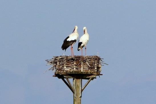 Weißstorch Bingenheimer Ried Wetterau 2017